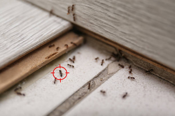 Best Termite Control Services  in Ben Avon, PA